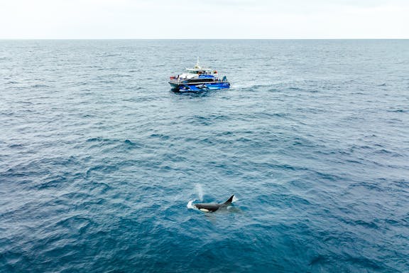 killer whale-watching expedition in bremer canyon-2