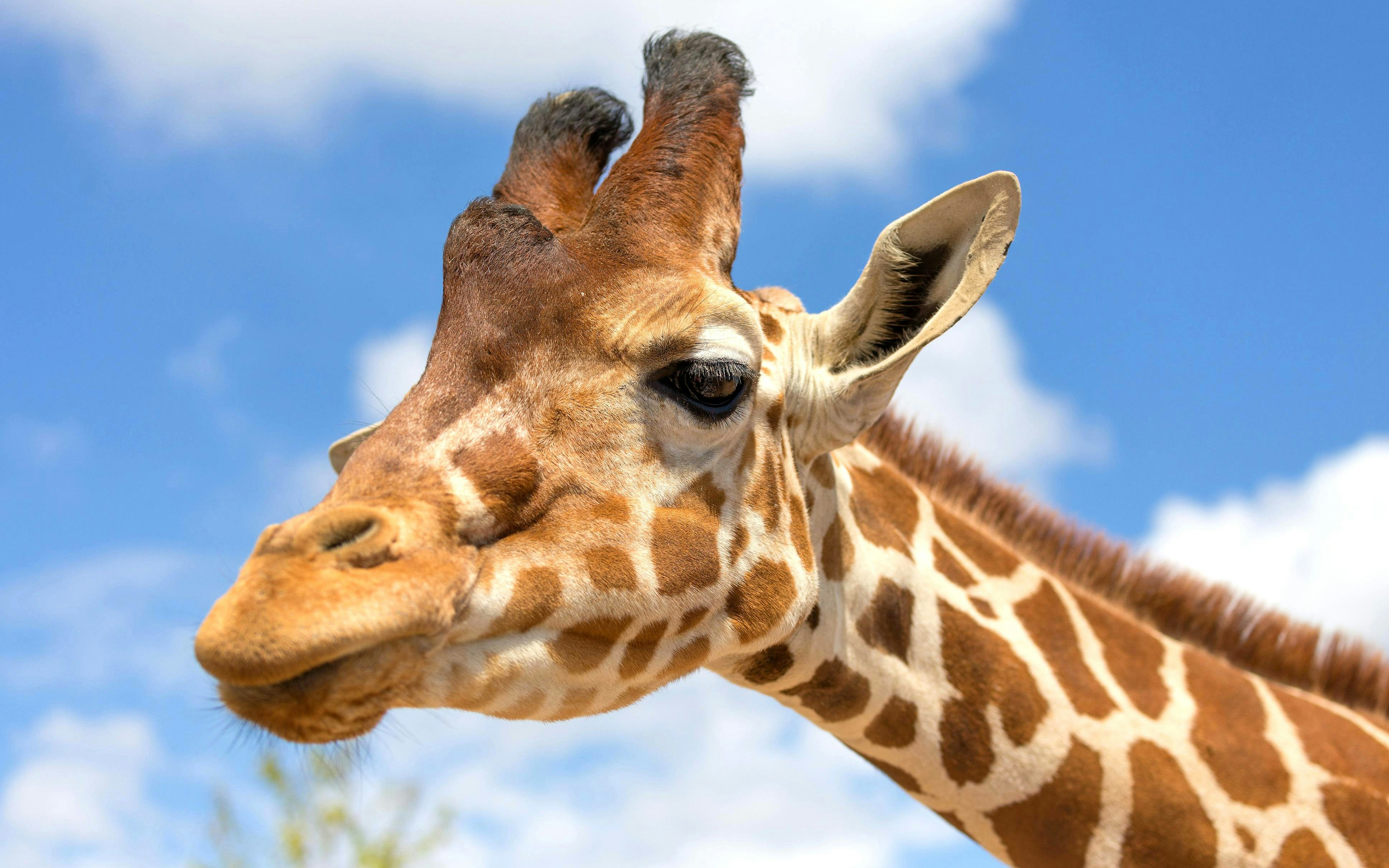 Rothschild giraffe close-up against a blue sky.