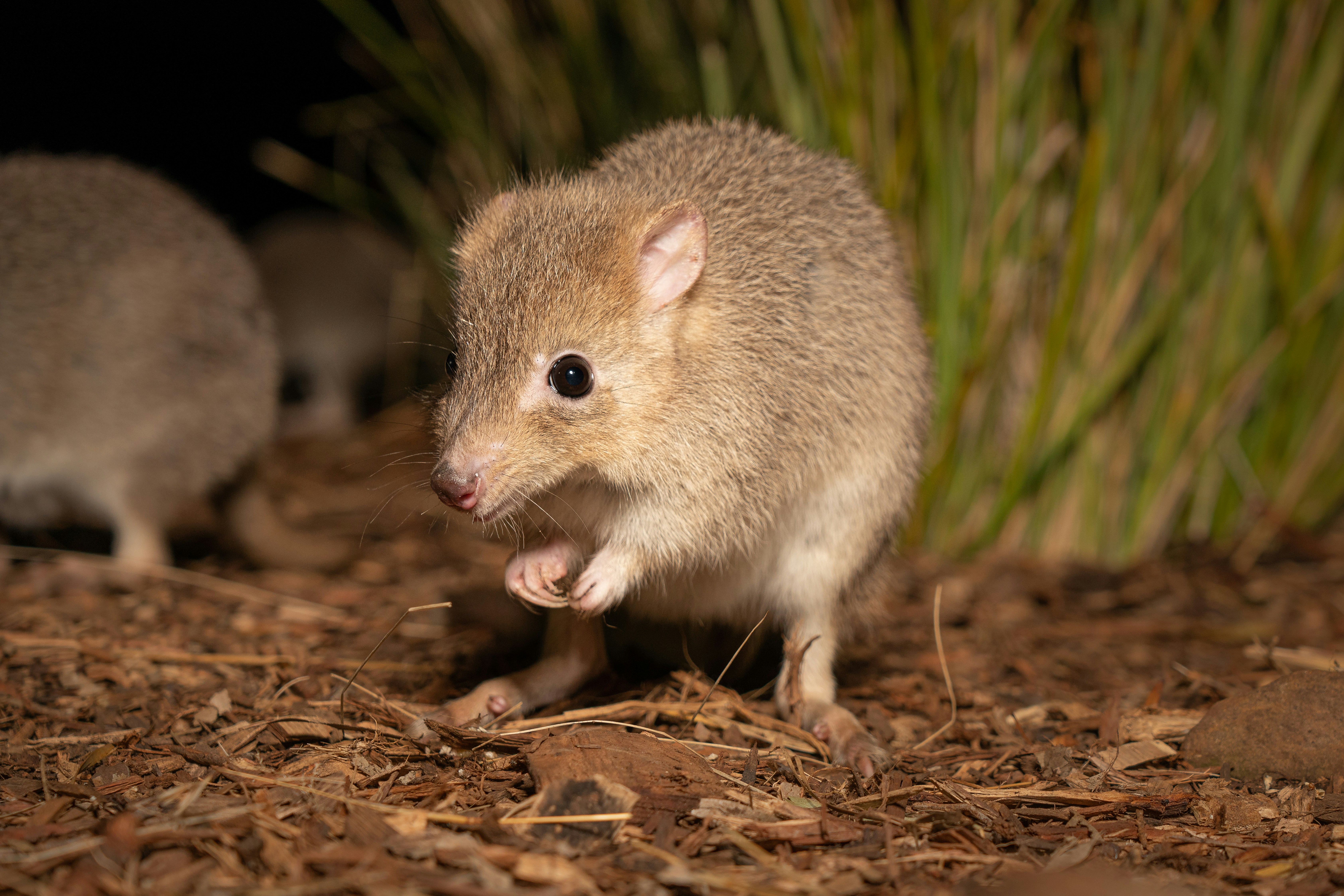Northern bettong foraging on forest floor at night.