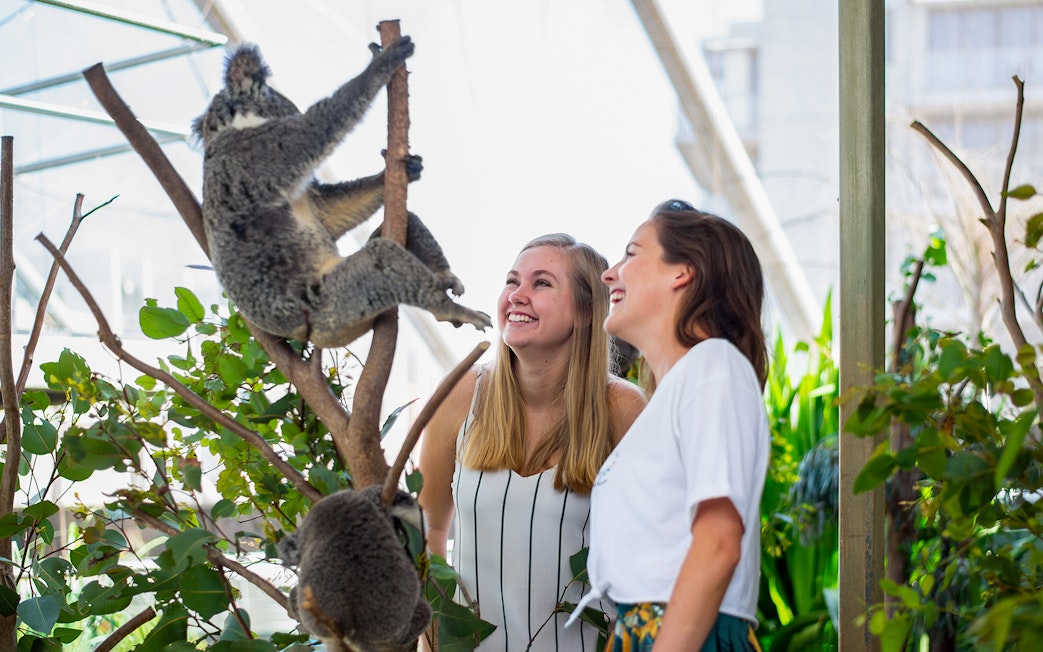 Two visitors observe koalas in trees at Sydney WILD LIFE.