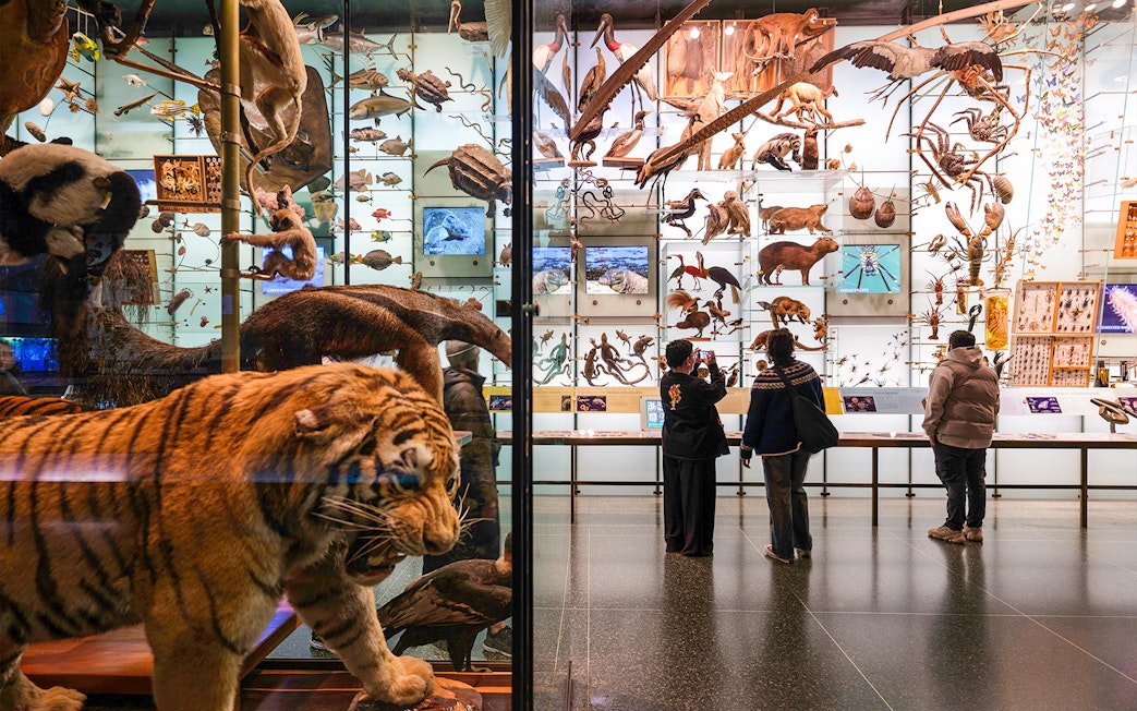 Exhibit of diverse animal specimens at the Hall of Biodiversity, American Museum of Natural History.
