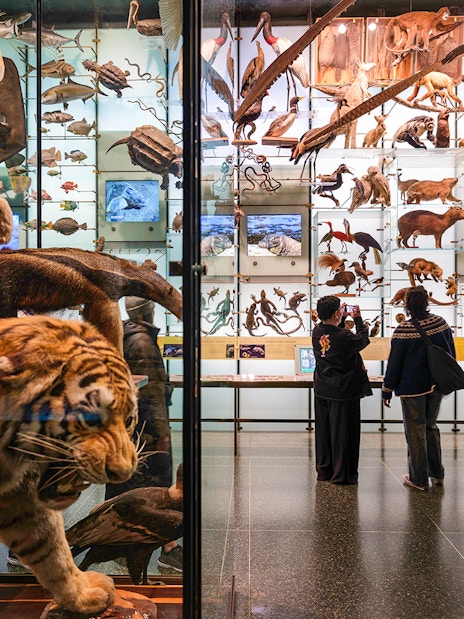 Exhibit of diverse animal specimens at the Hall of Biodiversity, American Museum of Natural History.