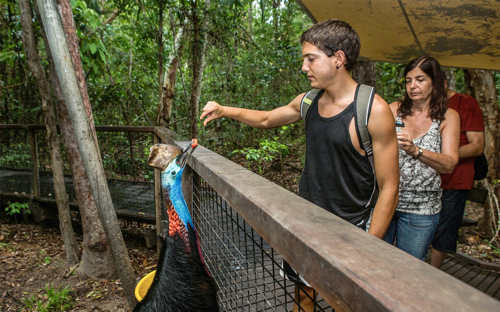 Visitor feeding a cassowary at Kuranda Koala Gardens, Australia.