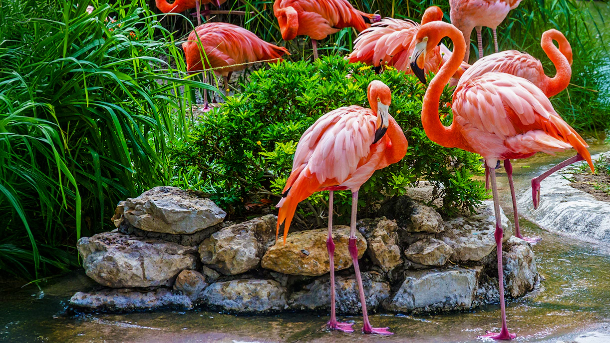 Flamingos standing by a pond at Lisbon Zoo, Portugal.