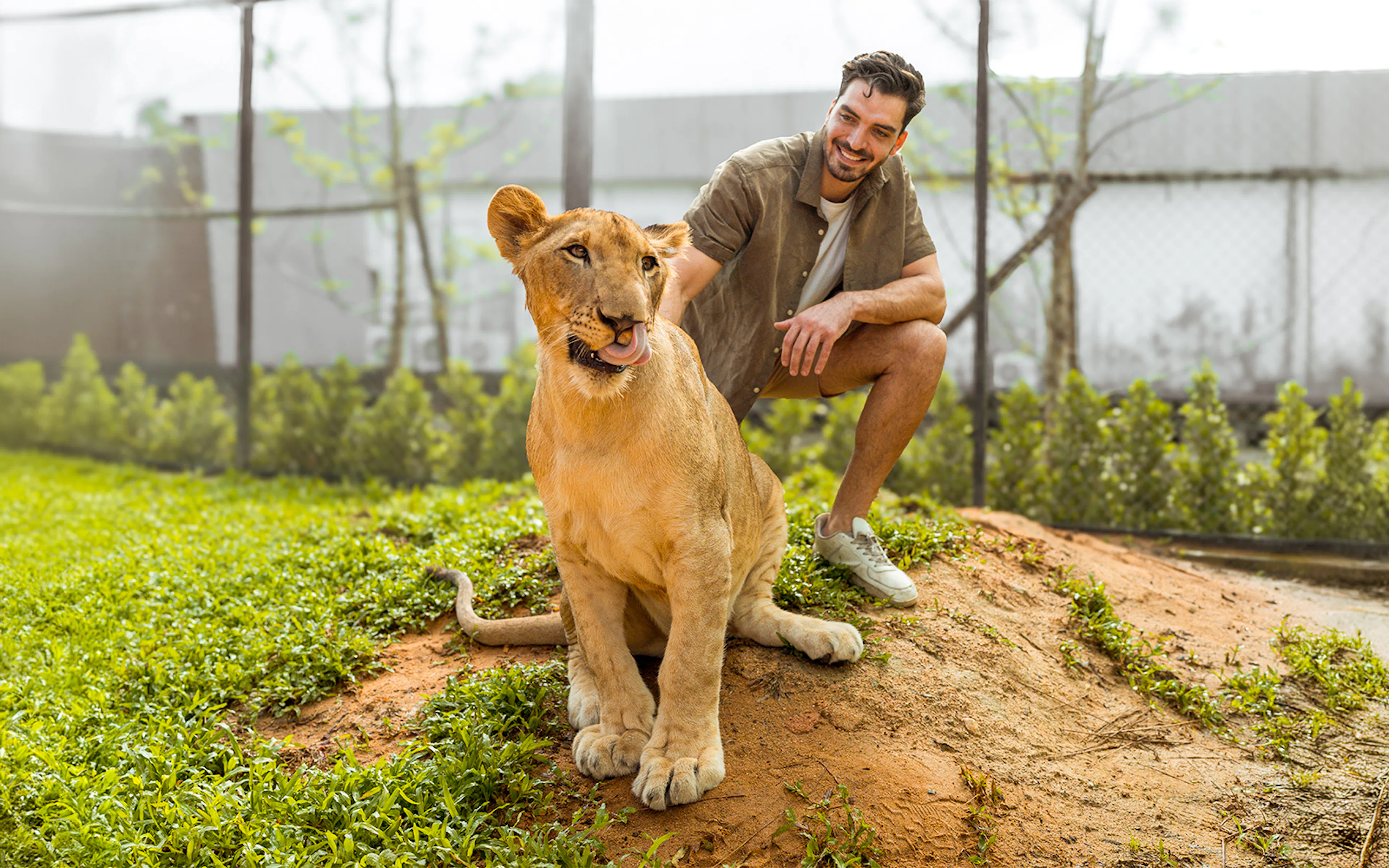 Man interacting with a lion at Lion Land Phuket.