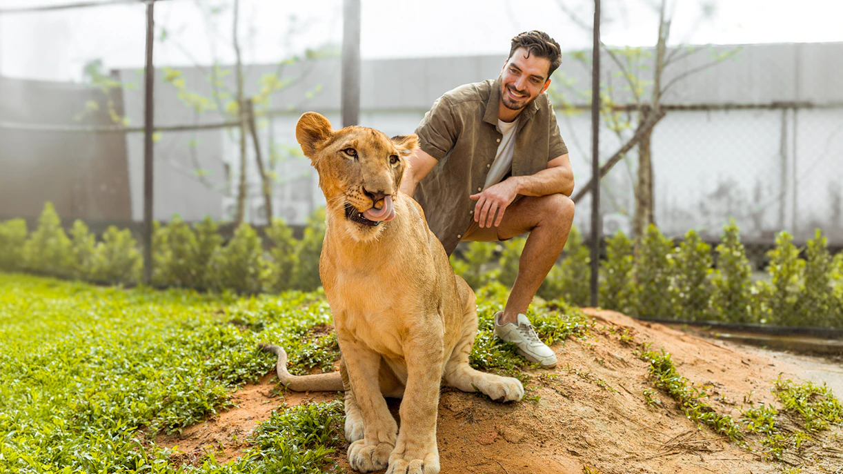 Man interacting with a lion at Lion Land Phuket.
