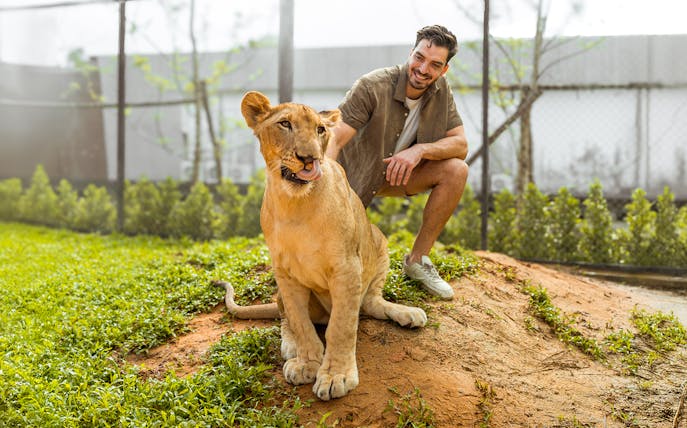 Man interacting with a lion at Lion Land Phuket.