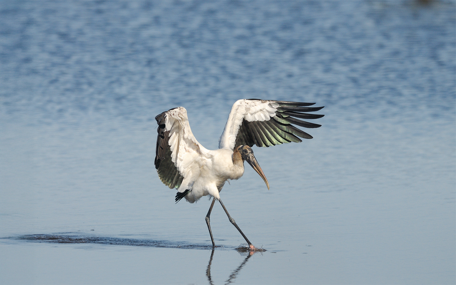 Wood Stork walking in shallow water, Everglades, Florida.