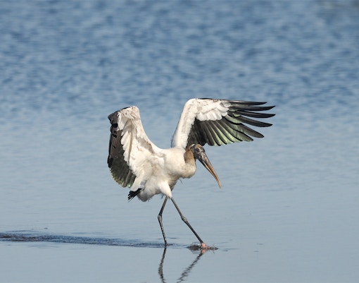 Wood Stork walking in shallow water, Everglades, Florida.