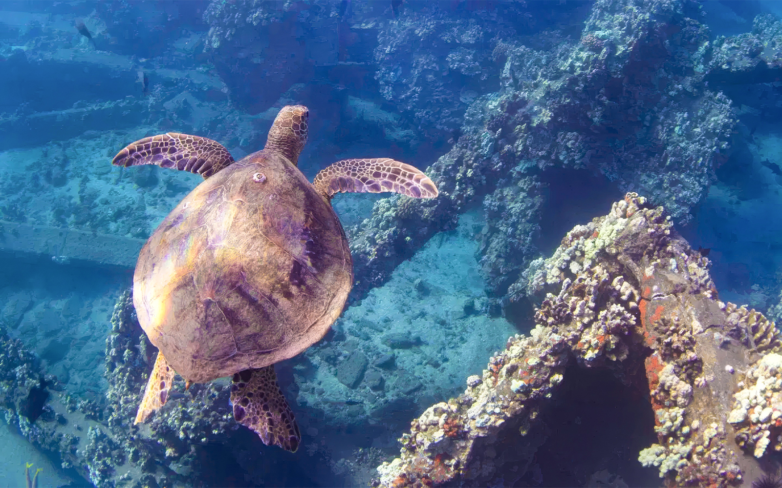 Sea turtle swimming near coral-covered shipwreck at Mala Wharf, Maui.