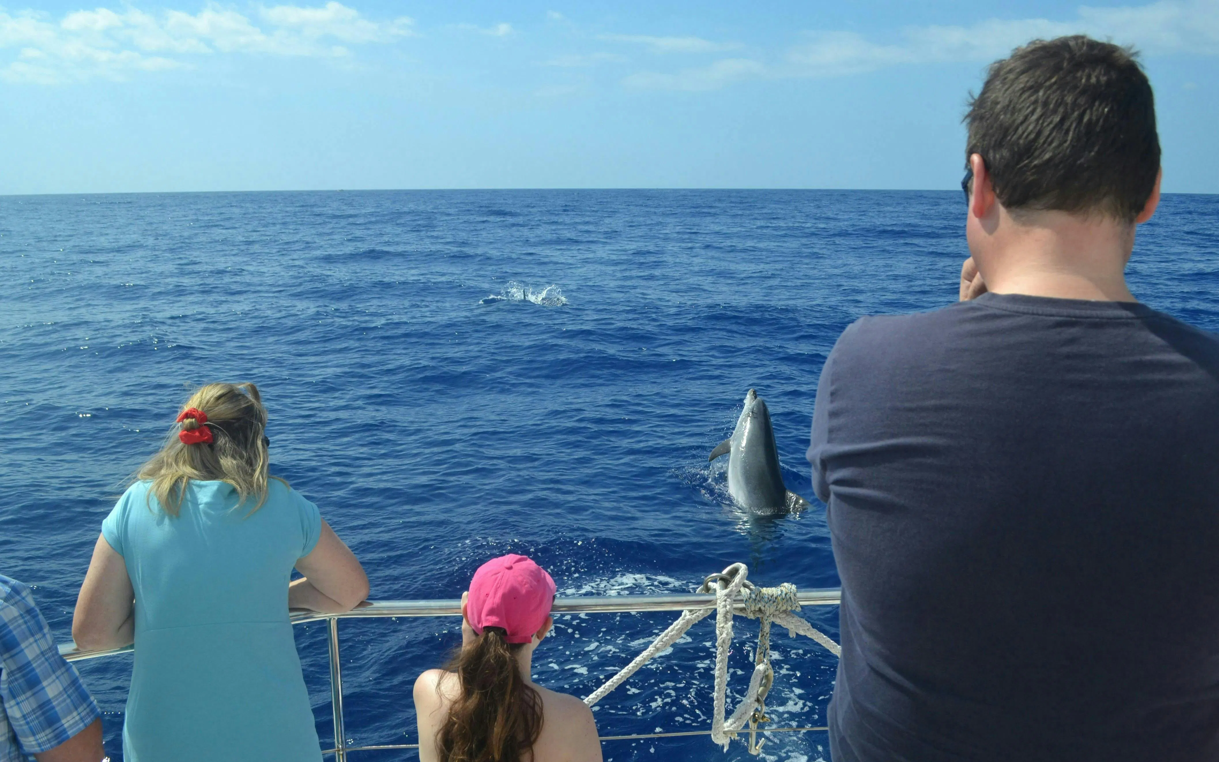 Small group watching dolphins from a boat on a whale watching cruise.