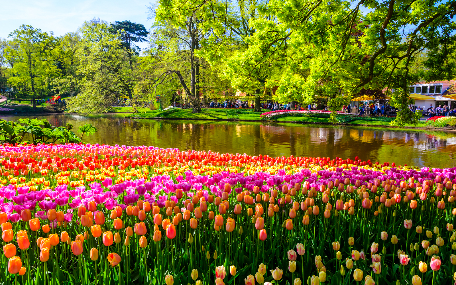 Tulip fields by a pond in Amsterdam during the Tulip Experience tour.