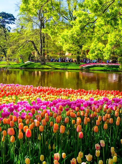 Tulip fields by a pond in Amsterdam during the Tulip Experience tour.