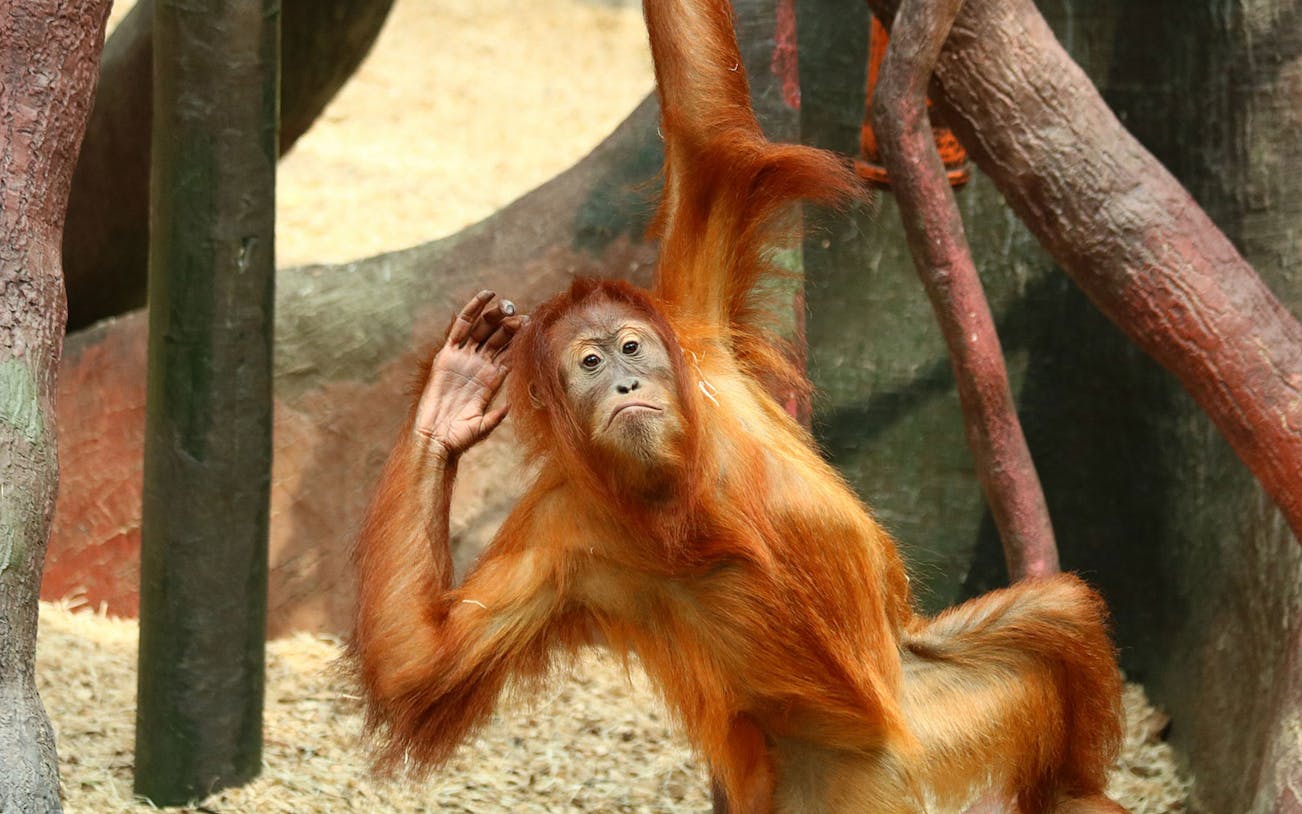 Orangutan at Semenggoh Wildlife Centre, Borneo, hanging from a tree branch.