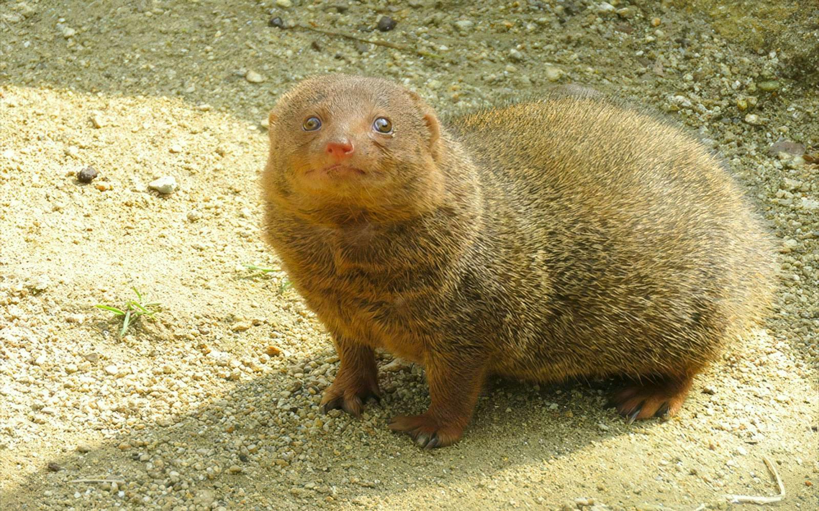 Dwarf mongoose on sandy ground at Tennoji Zoo, Osaka.