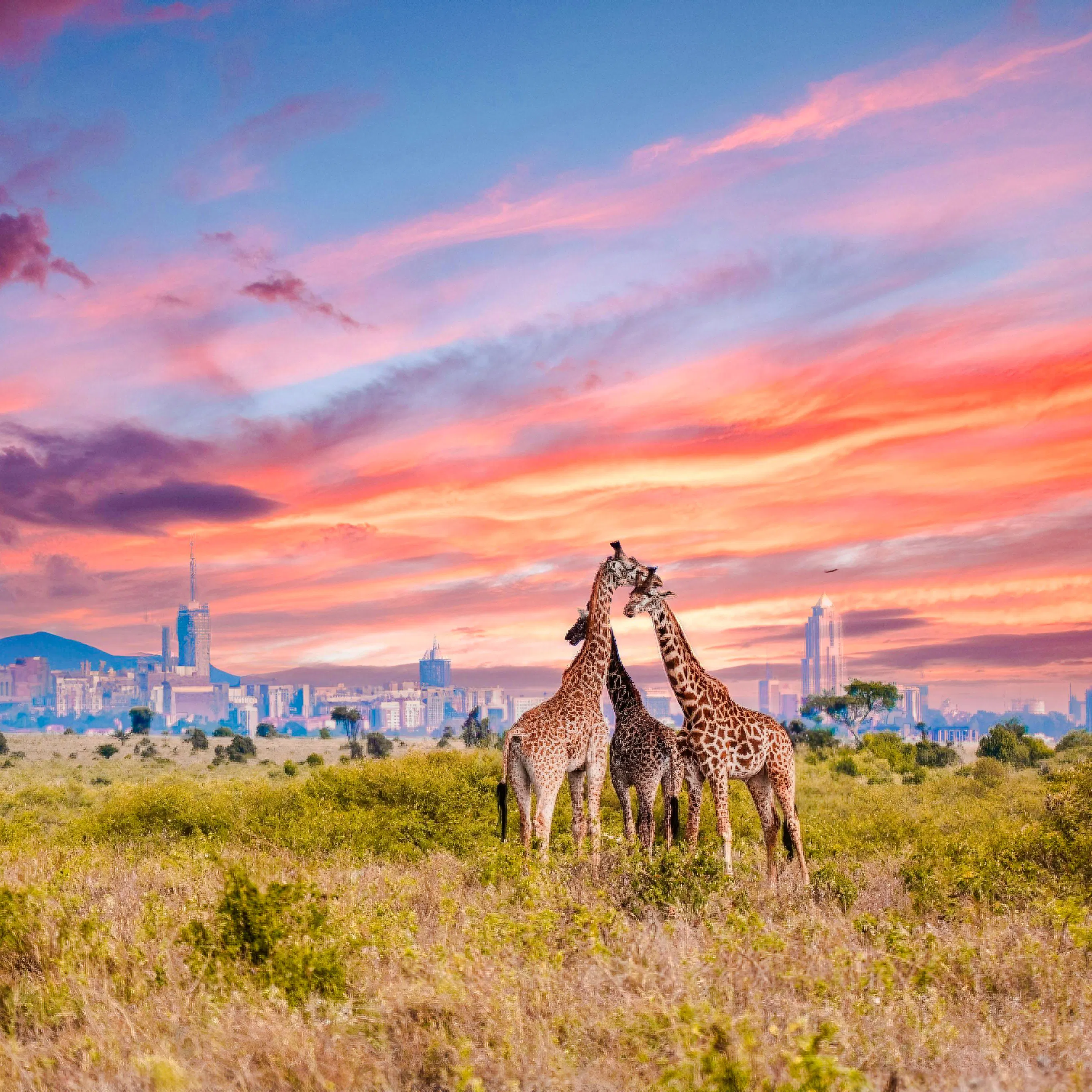 の楽しみ方 Nairobi