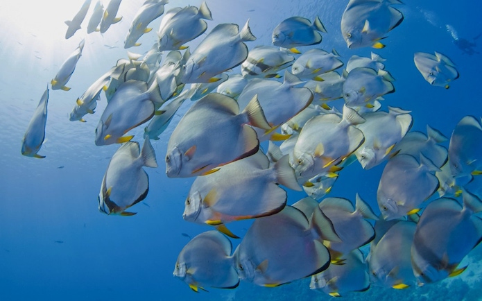 School of Teira batfish swimming in the Red Sea during Dolphin Watching Boat Tour, Hurghada.