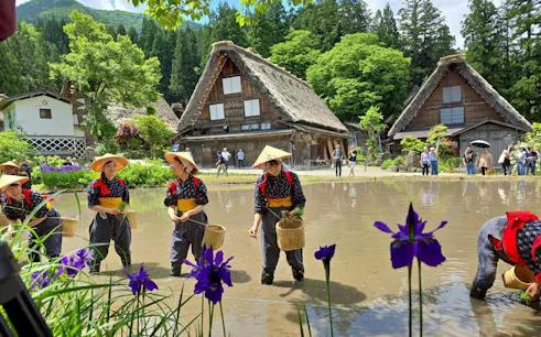 Farmers planting rice in traditional attire at Shirakawa-go village, with thatched-roof houses in the background, Nagoya tour.