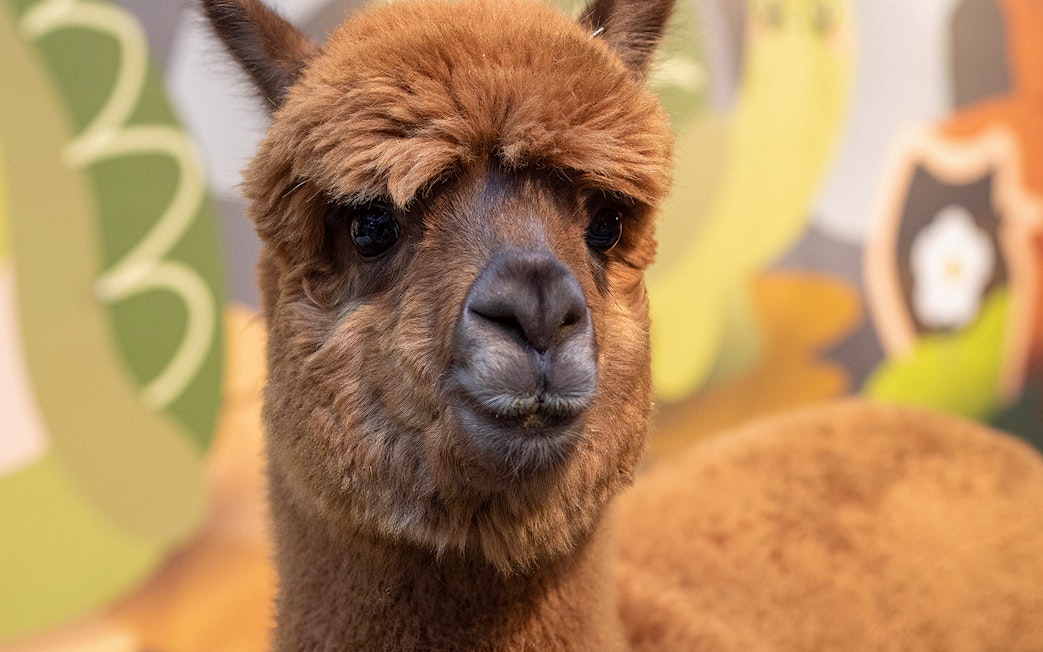 Alpaca at Just Farm by Just Pets Megastore.