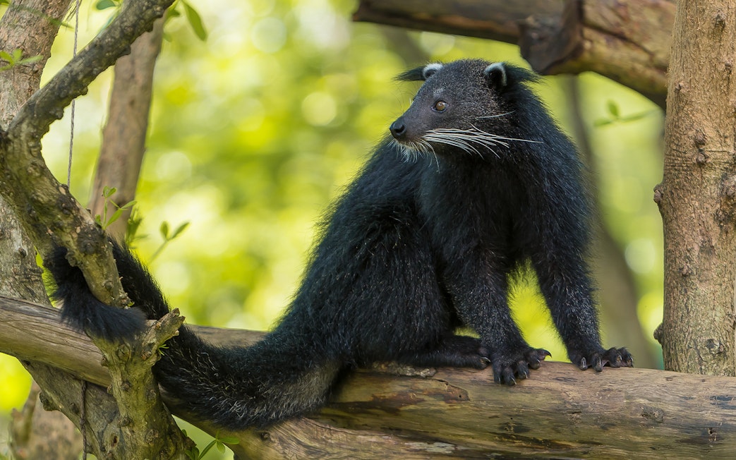 Binturong on a tree branch at Bali Safari and Marine Park.