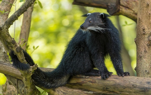 Binturong on a tree branch at Bali Safari and Marine Park.