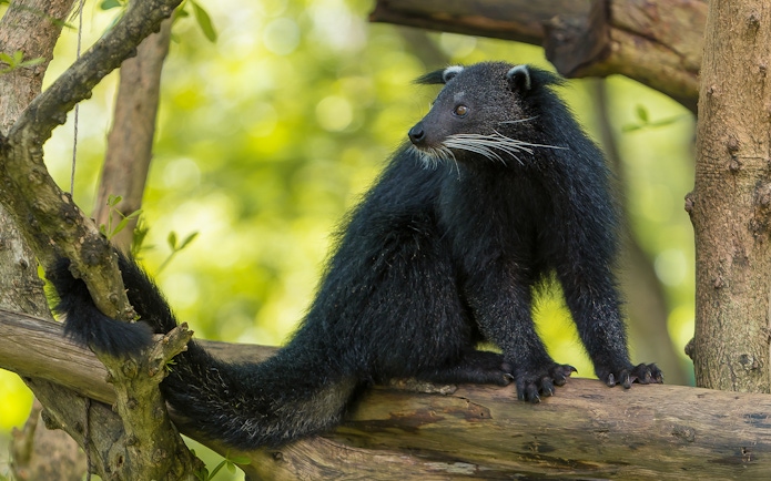 Binturong on a tree branch at Bali Safari and Marine Park.