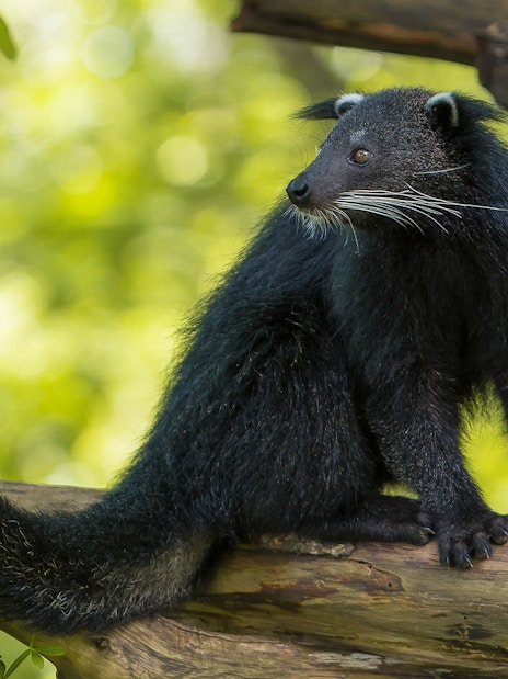 Binturong on a tree branch at Bali Safari and Marine Park.