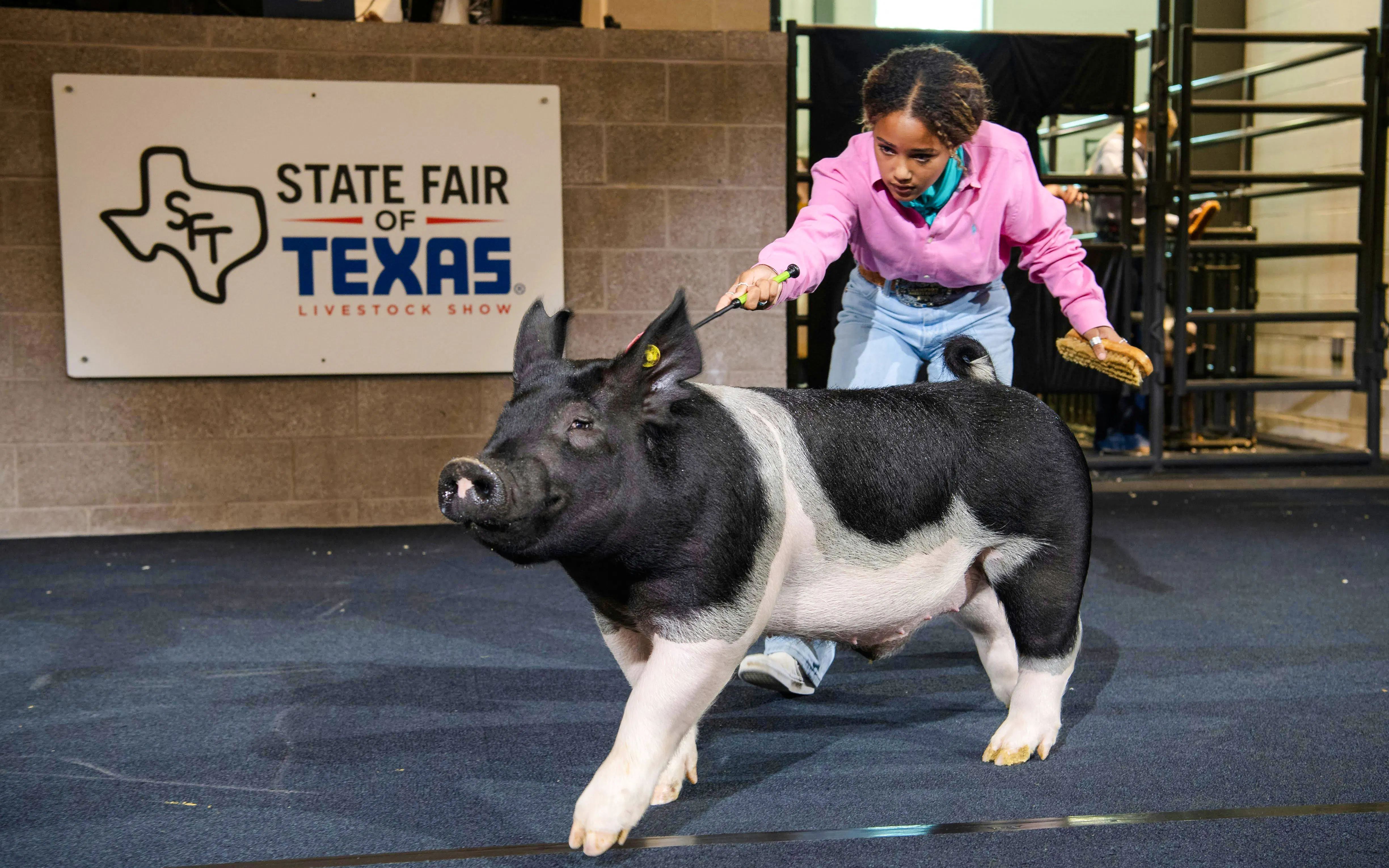 Young participant guiding a pig at the State Fair of Texas livestock show.