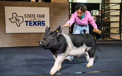 Young participant guiding a pig at the State Fair of Texas livestock show.