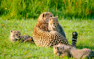 From Nairobi: 7-Day Masai Mara & Lake Nakuru Safari