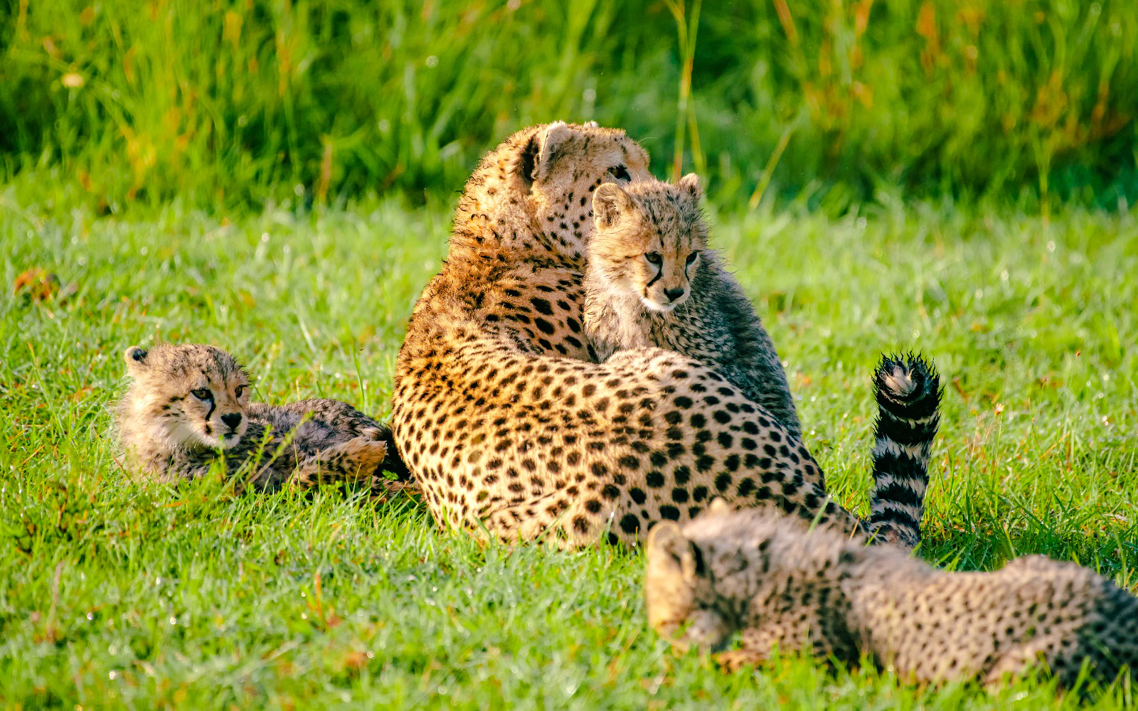 From Nairobi: 7-Day Masai Mara & Lake Nakuru Safari Image 2