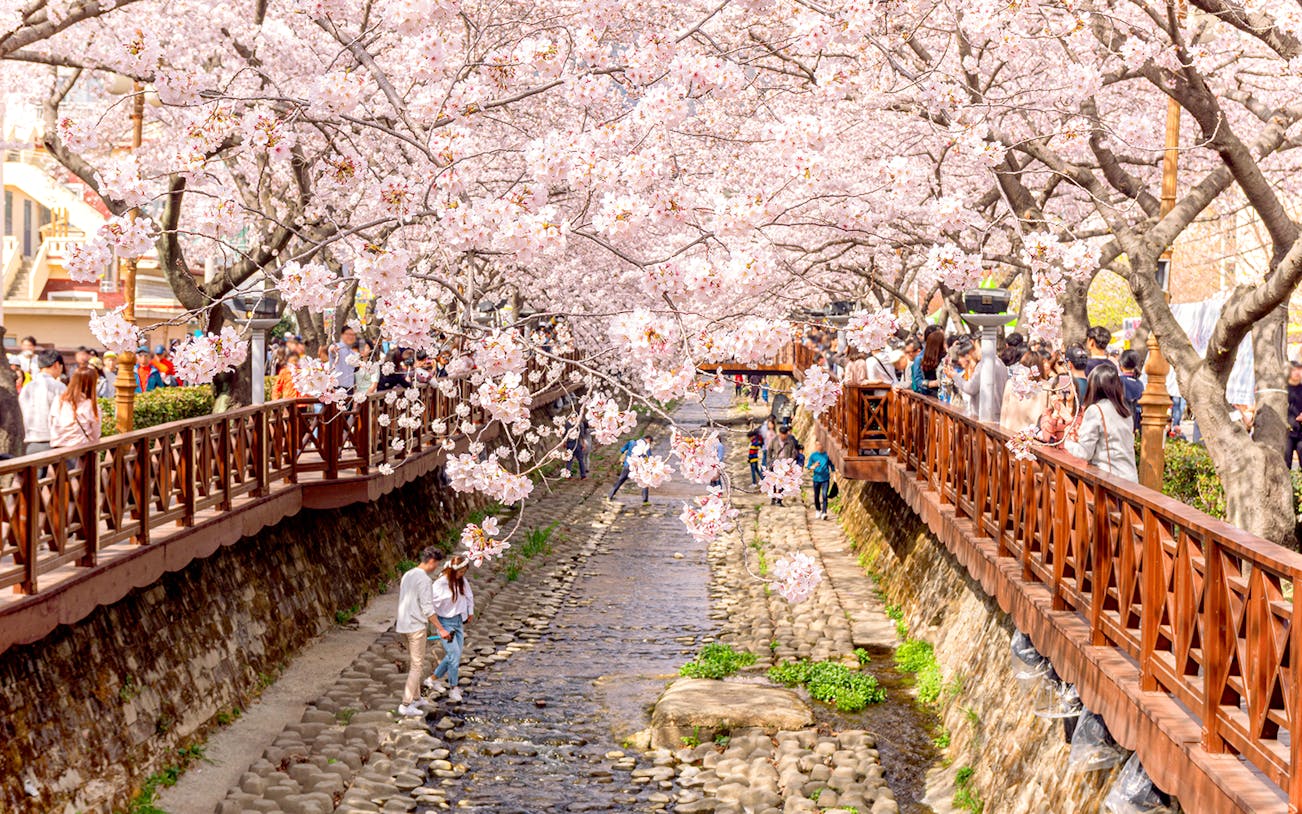 Jinhae Cherry Blossom Festival with people walking along a stream under blooming cherry trees.