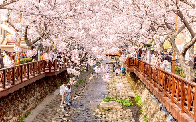 Jinhae Cherry Blossom Festival with people walking along a stream under blooming cherry trees.