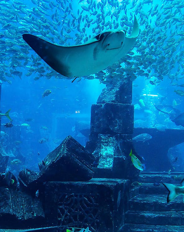 Stingray swimming over ruins at Malta National Aquarium.