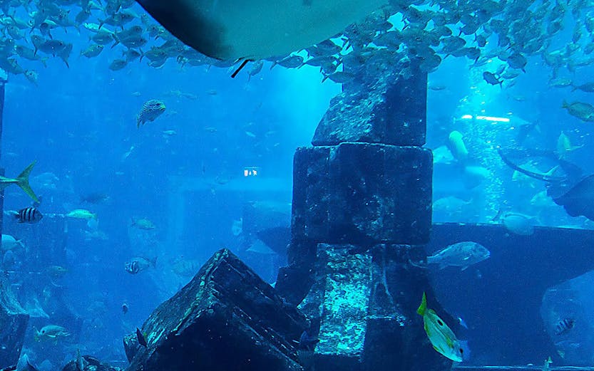Stingray swimming over ruins at Malta National Aquarium.