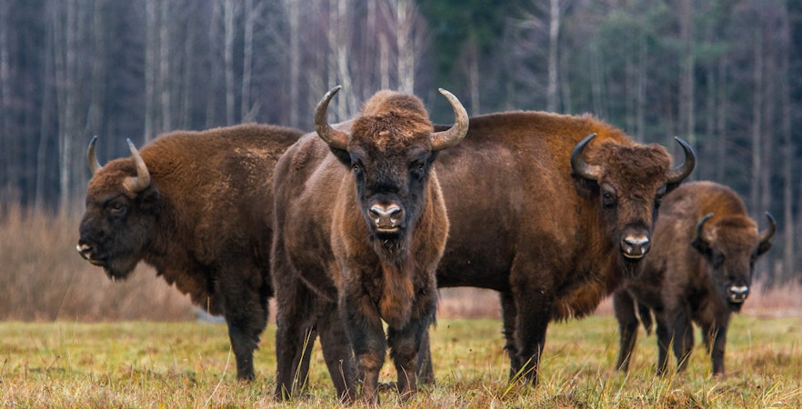 Bialowieza National Park