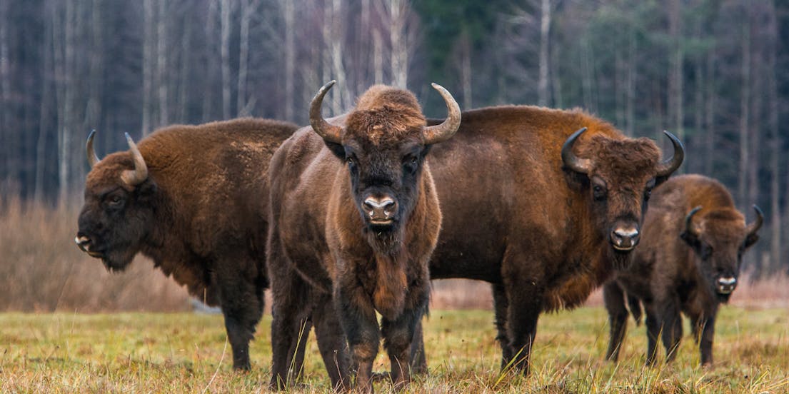 Bialowieza National Park