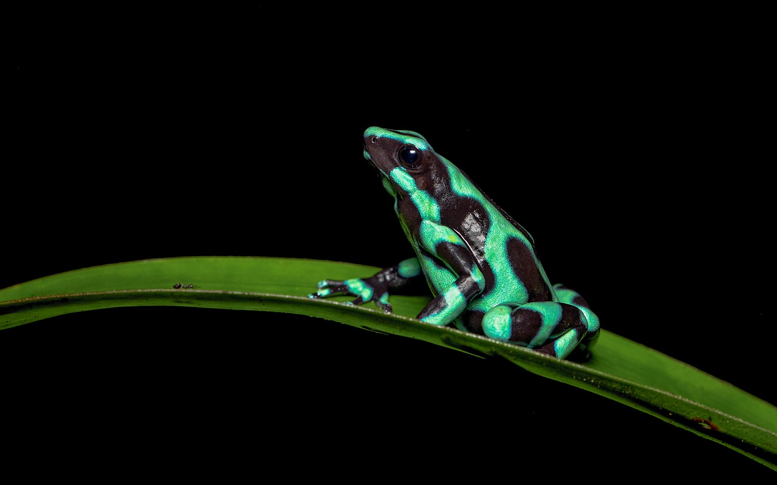 Green-and-black poison dart frog