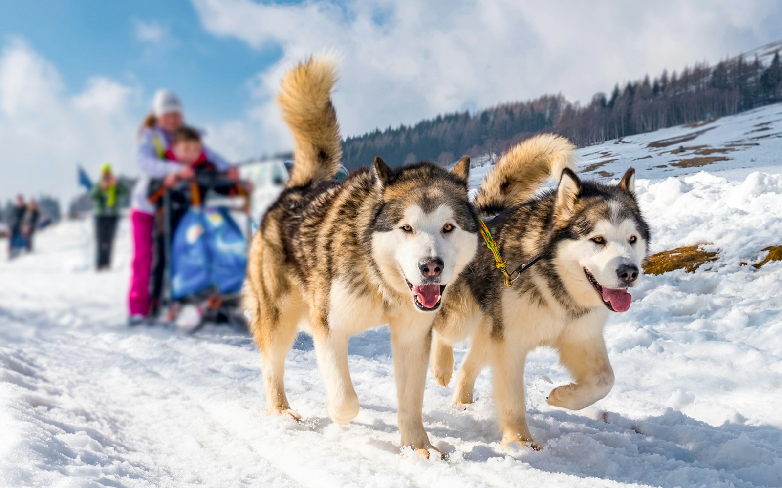 Dog sledding tour with huskies in snowy landscape, family in sled, winter adventure.