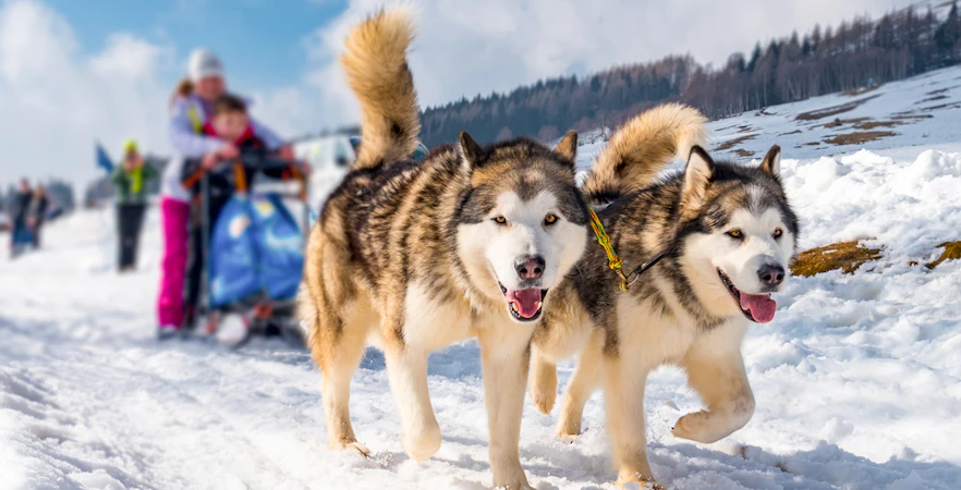 Dog sledding tour with huskies in snowy landscape, family in sled, winter adventure.