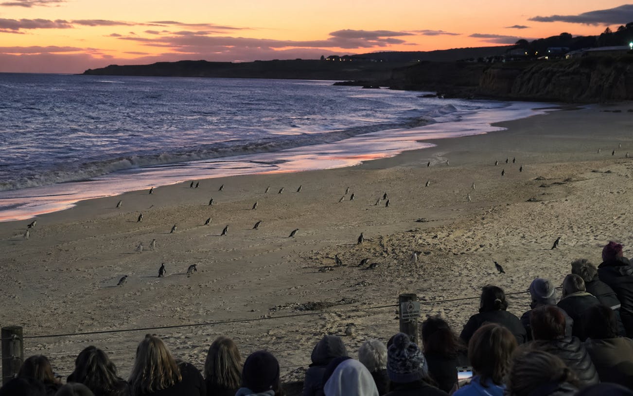 philip island — penguin parade private tour-2