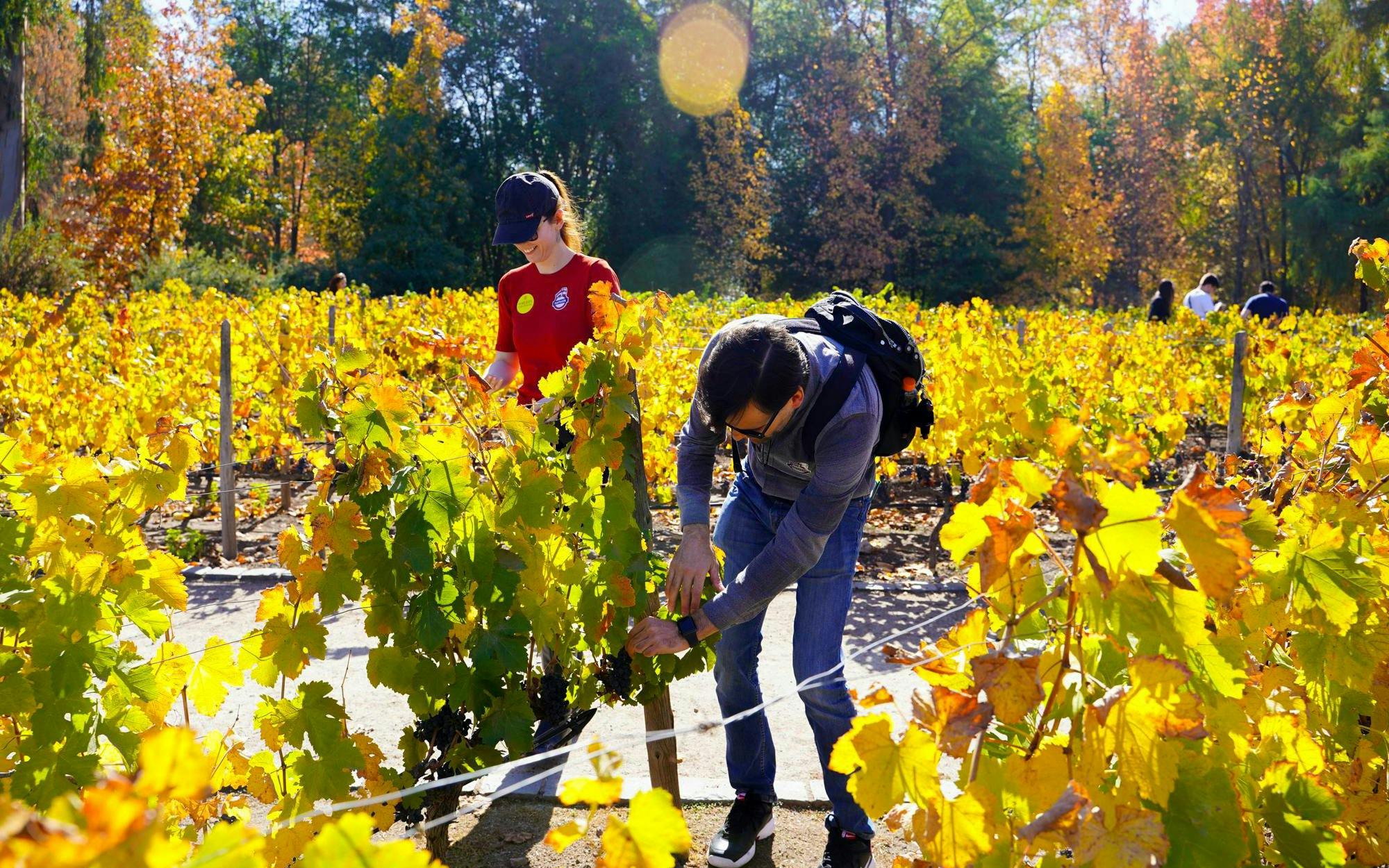 Visitors exploring vineyard at Viña Concha y Toro in Santiago, Chile.