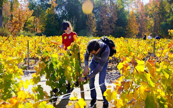 Visitors exploring vineyard at Viña Concha y Toro in Santiago, Chile.
