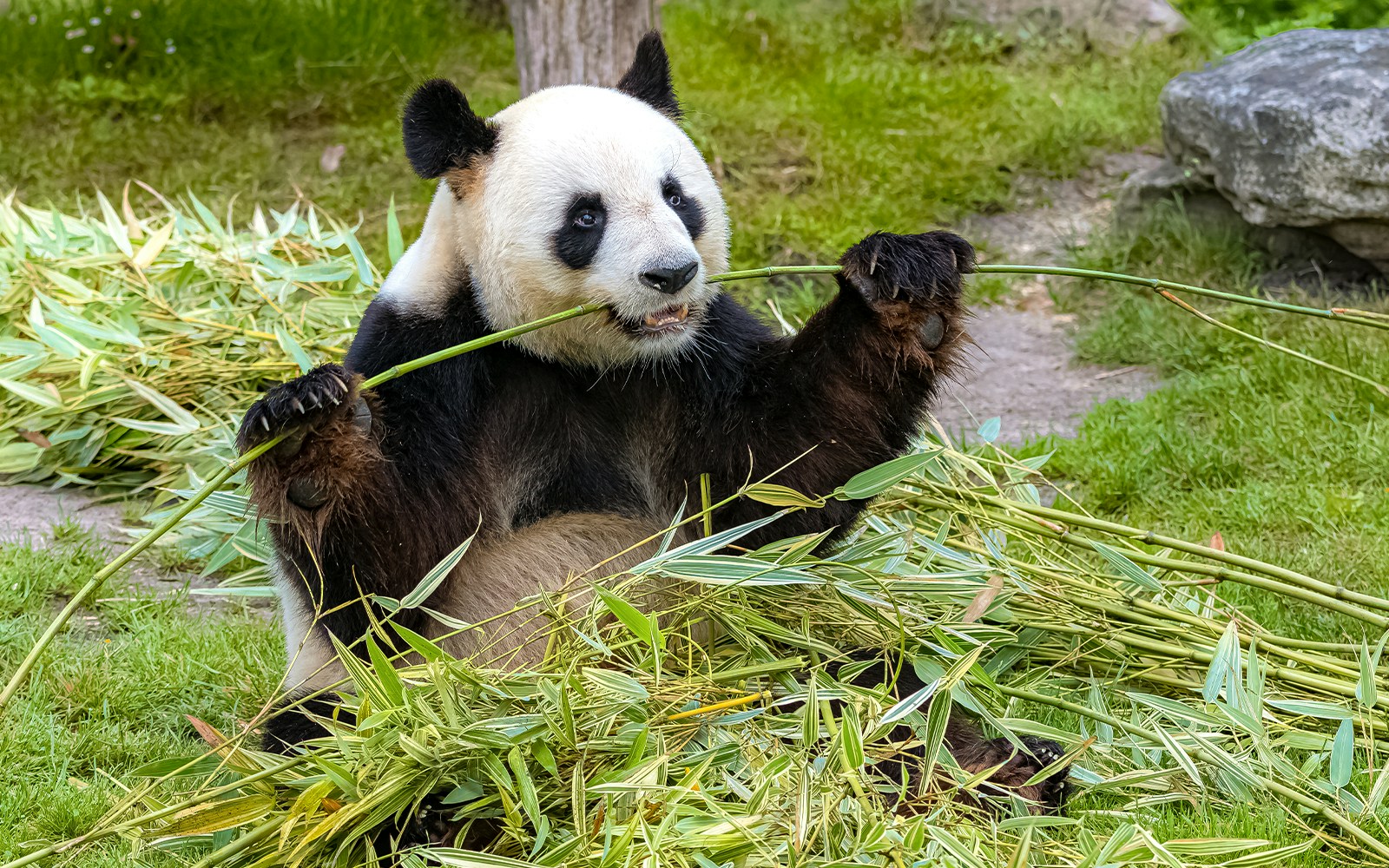 Panda eating bamboo at Schönbrunn Zoo, Vienna.