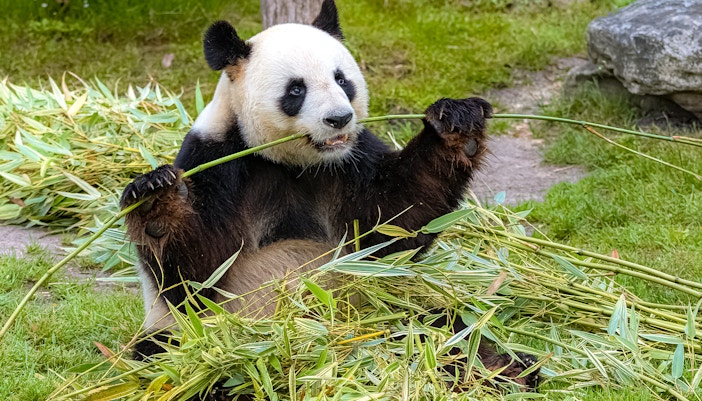 Panda eating bamboo at Schönbrunn Zoo, Vienna.