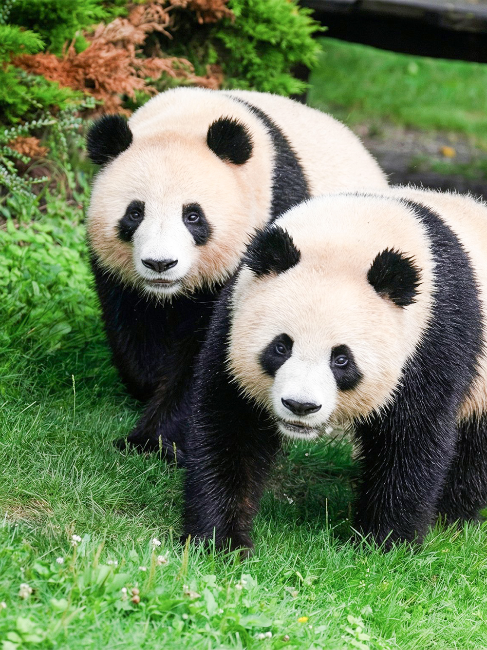Two pandas walking on grass at Beauval Zoo, Loire Valley.
