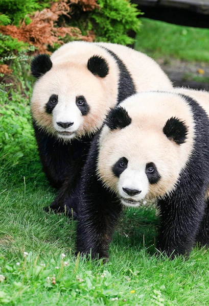 Two pandas walking on grass at Beauval Zoo, Loire Valley.