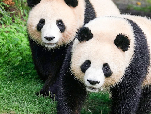 Two pandas walking on grass at Beauval Zoo, Loire Valley.