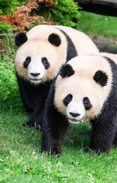 Two pandas walking on grass at Beauval Zoo, Loire Valley.