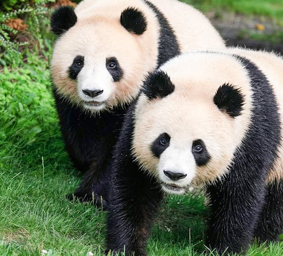 Two pandas walking on grass at Beauval Zoo, Loire Valley.